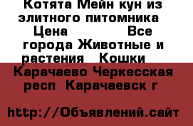 Котята Мейн-кун из элитного питомника › Цена ­ 20 000 - Все города Животные и растения » Кошки   . Карачаево-Черкесская респ.,Карачаевск г.